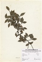 藏品(榔榆)的圖片